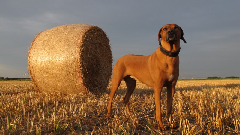 hundefotos michael 069